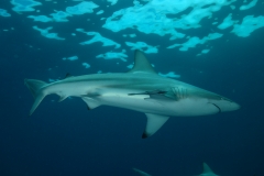 Shark Diving Protea Shoal