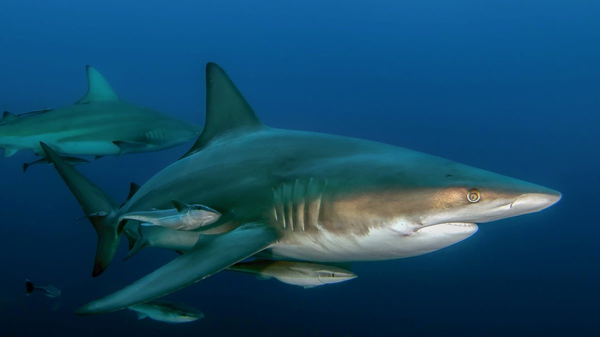 Blacktip shark dive