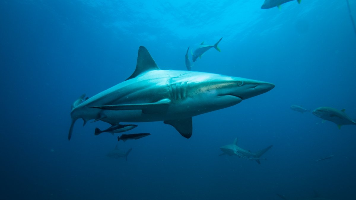 Blacktip sharks