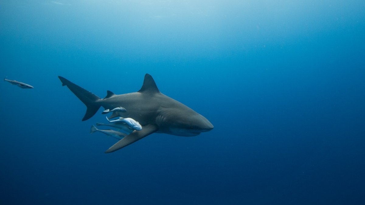 Bull shark at the Aliwal Shoal
