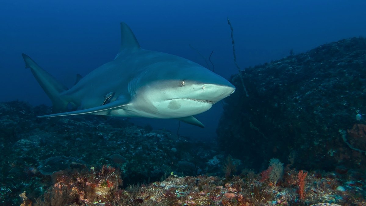 Bull shark diving