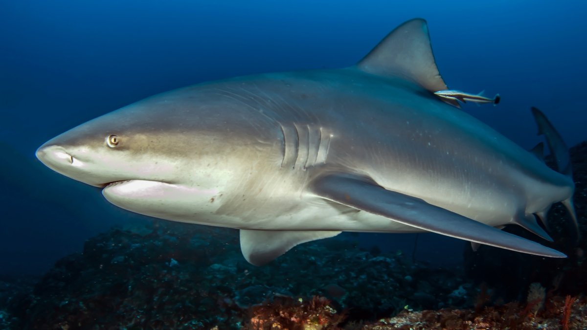 Bull shark in Mozambique