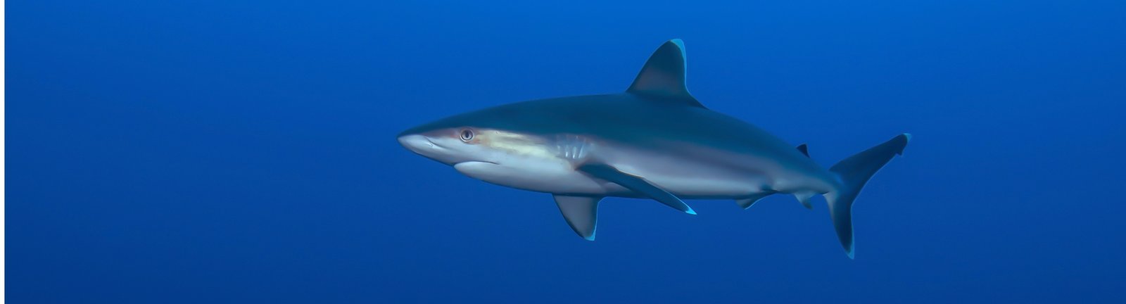 Scuba diving with Whitetip reef shark in South Africa
