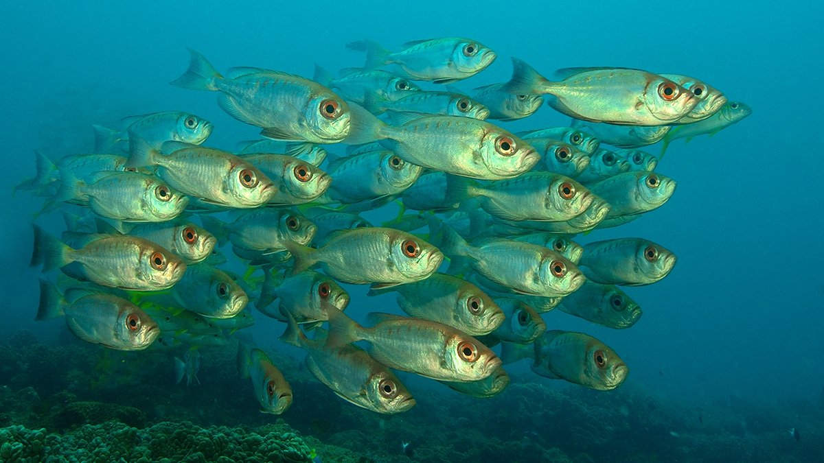 Diving in Mozambique