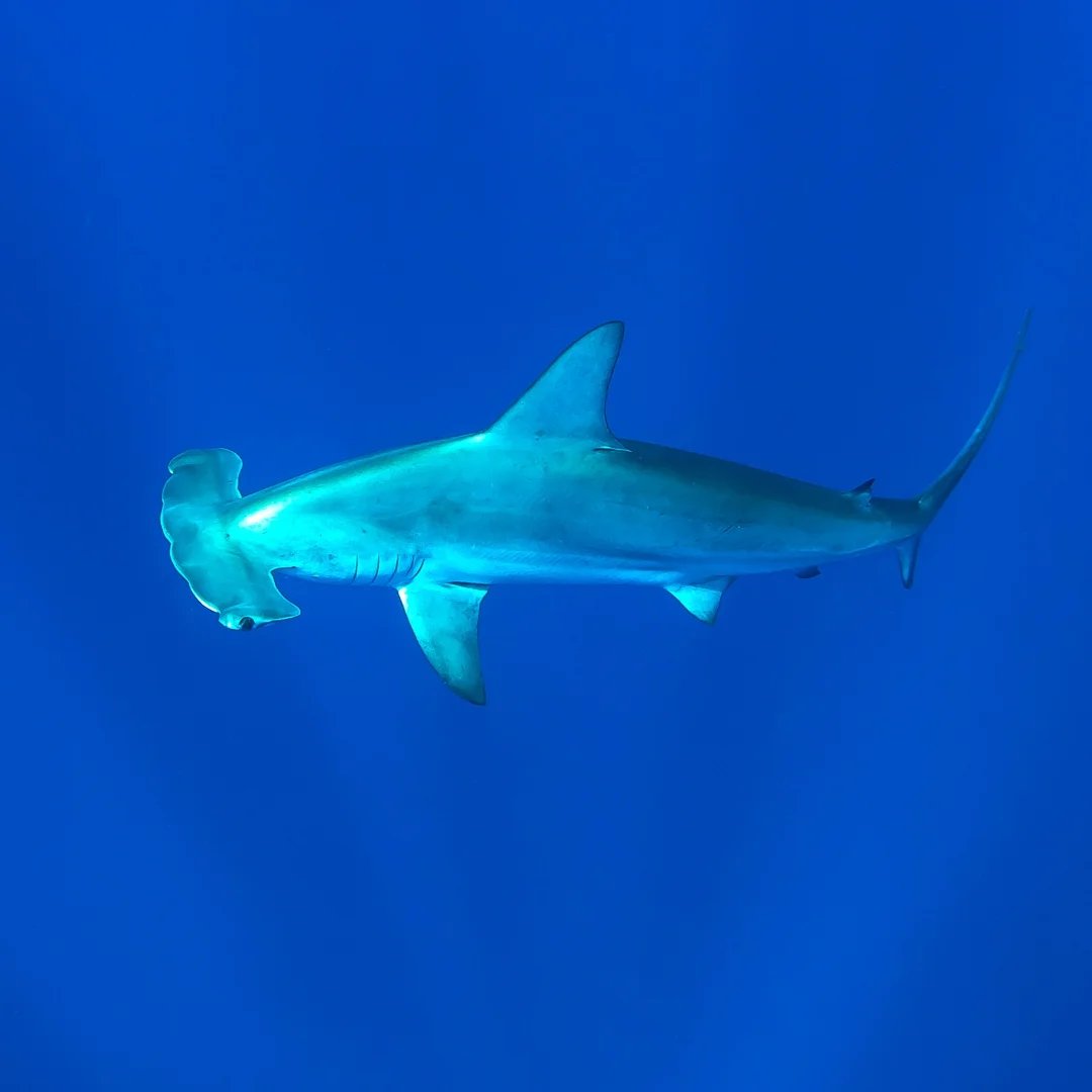 Scuba diving with sharks at Ponta Do Ouro, Mozambique