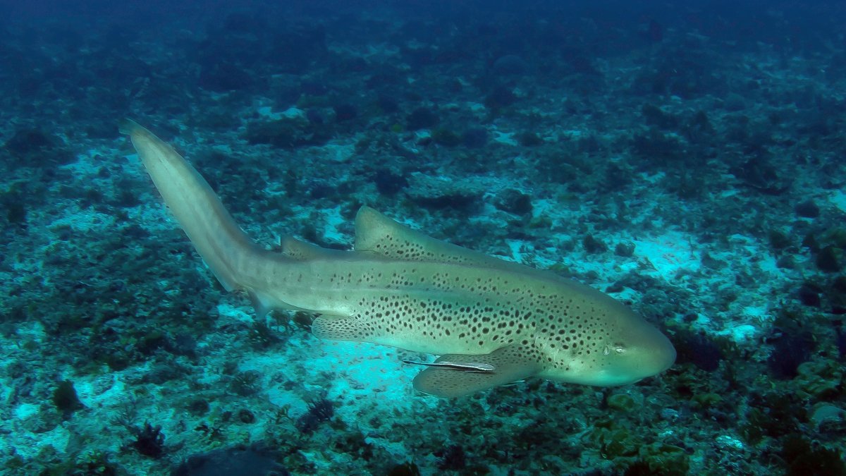 Diving with leopard sharks