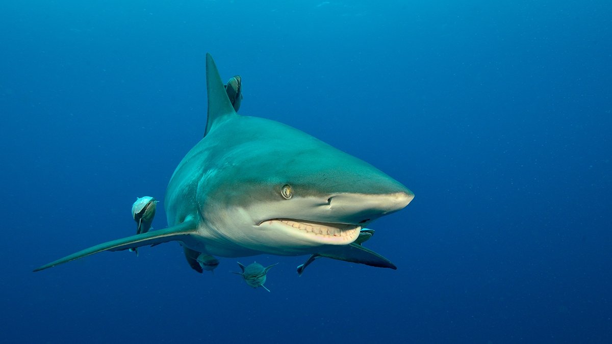 Diving with sharks