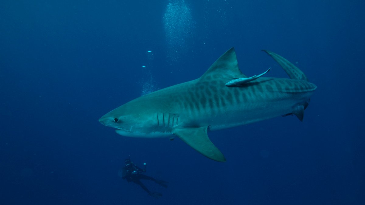 Diving with tiger sharks