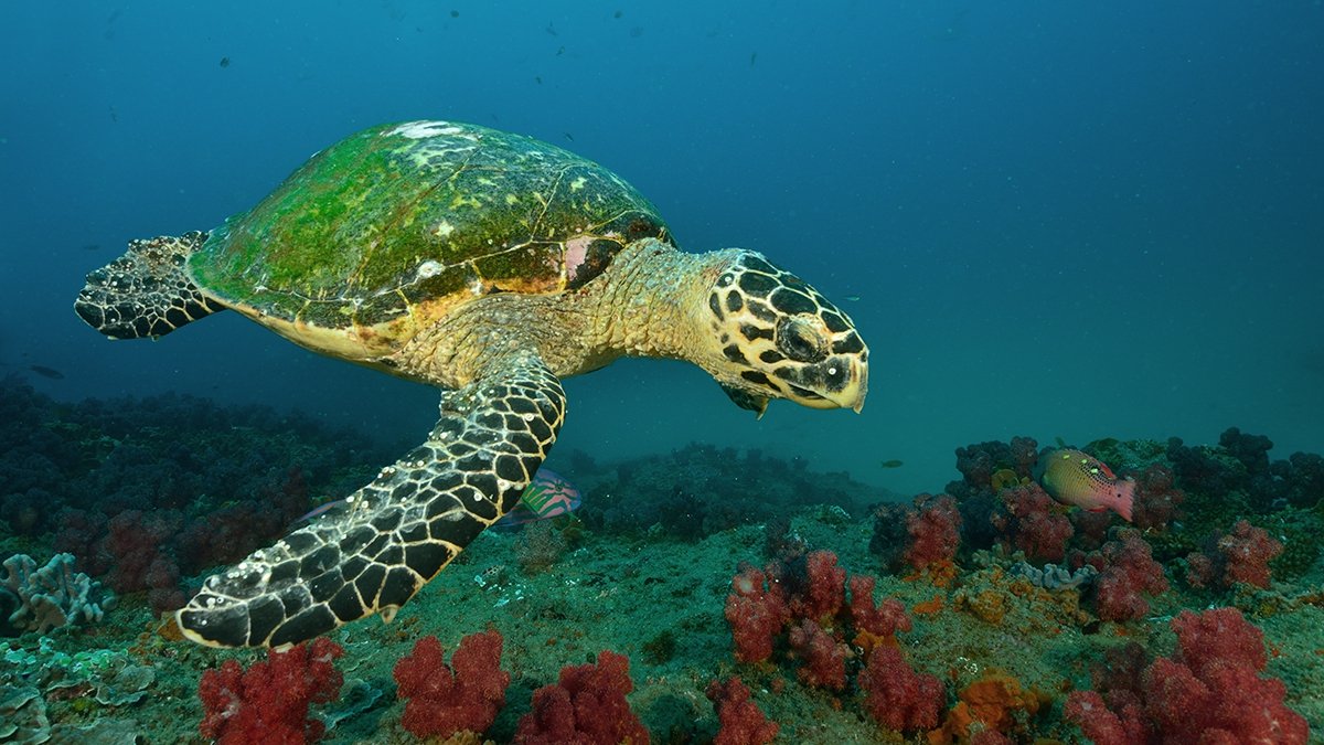 Diving with turtles