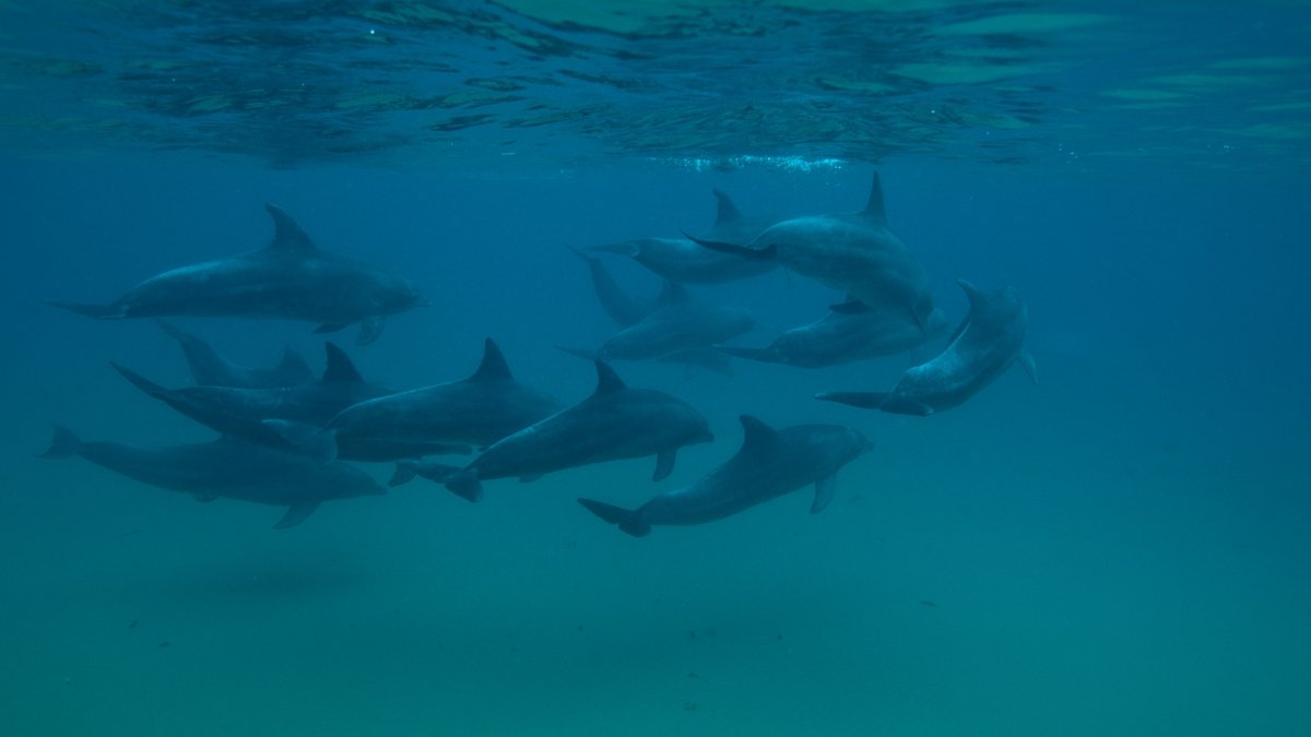 Dolphin Aliwal Shoal