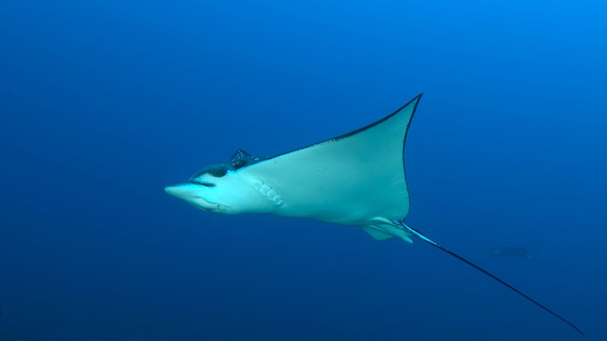 Eagle ray