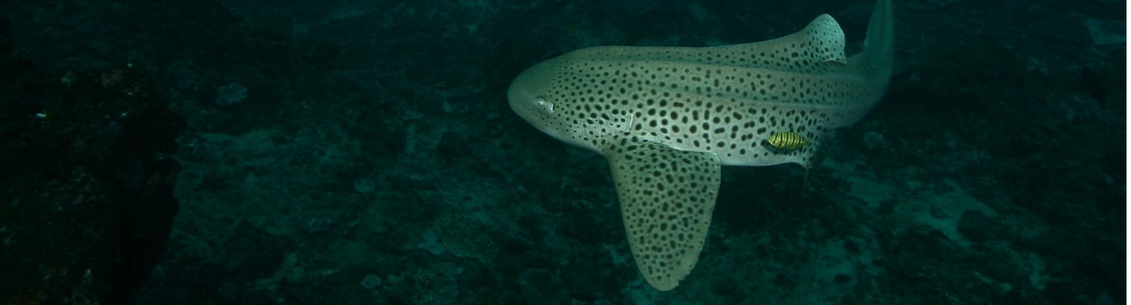 Scuba diving with leopard sharks in South Africa