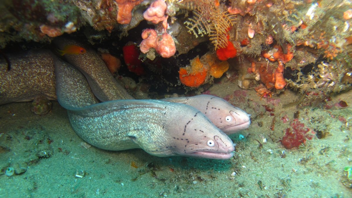 Geometric eels
