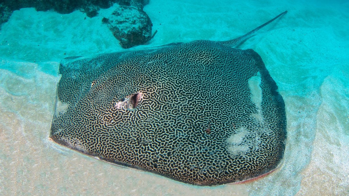 Honeycomb ray