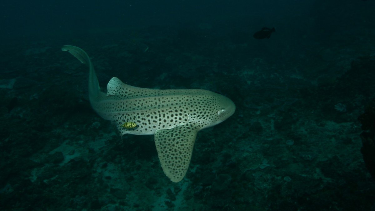 Leopard shark in Mozambique