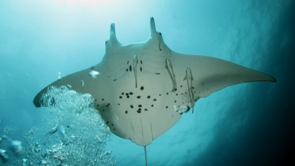Manta ray
