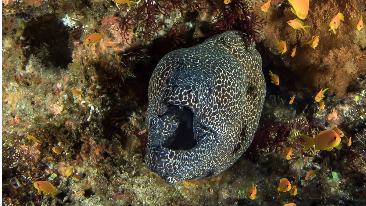 Moray eel