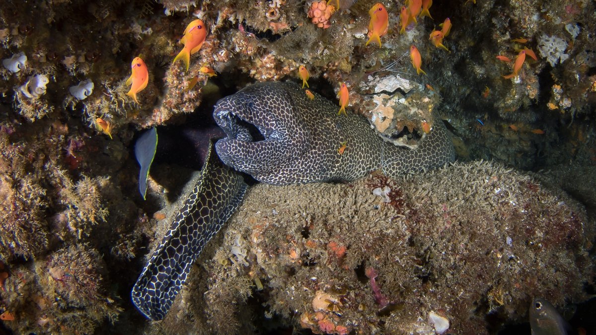 Moray eels in Mozambique