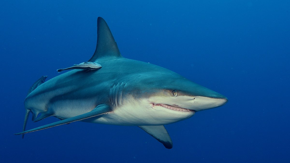 Shark diving in Mozambique