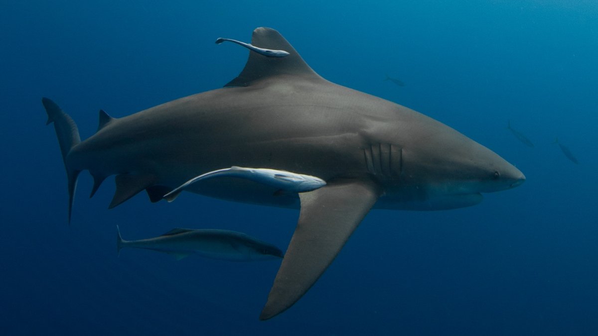 Shark diving at Protea Banks
