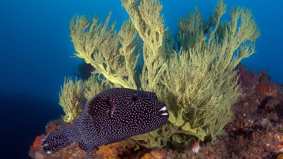 Puffer fish
