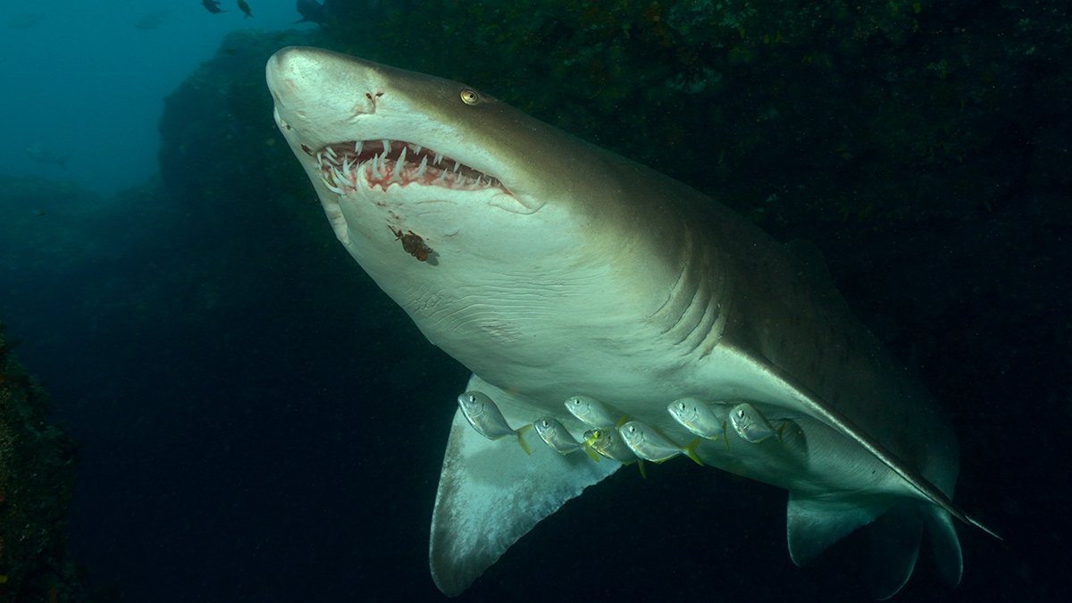 Ragged tooth shark