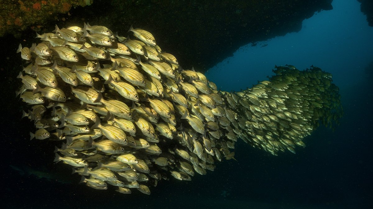 Reef fish