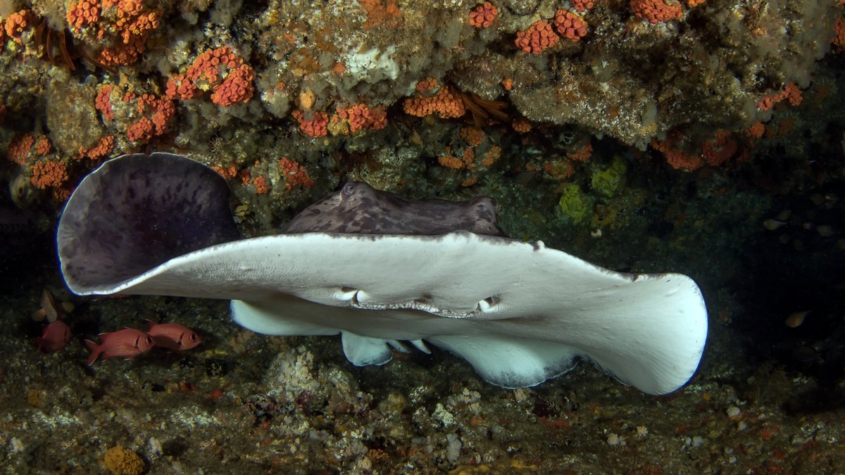 Round ribbontail ray in Aliwal Shoal