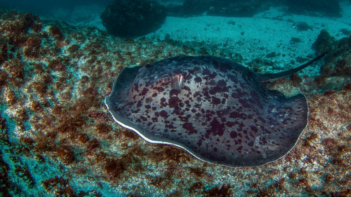 Round ribbontail ray