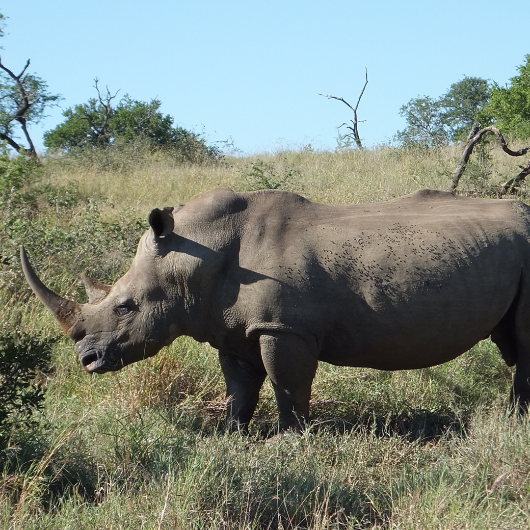 Safari South Africa