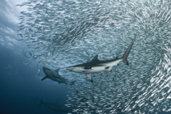 Sardine Run