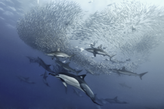 Sardine Run