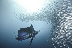 Sardine Run
