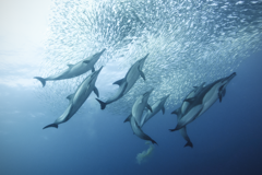Sardine Run
