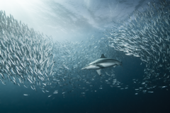 Sardine Run
