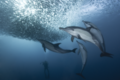 Sardine Run
