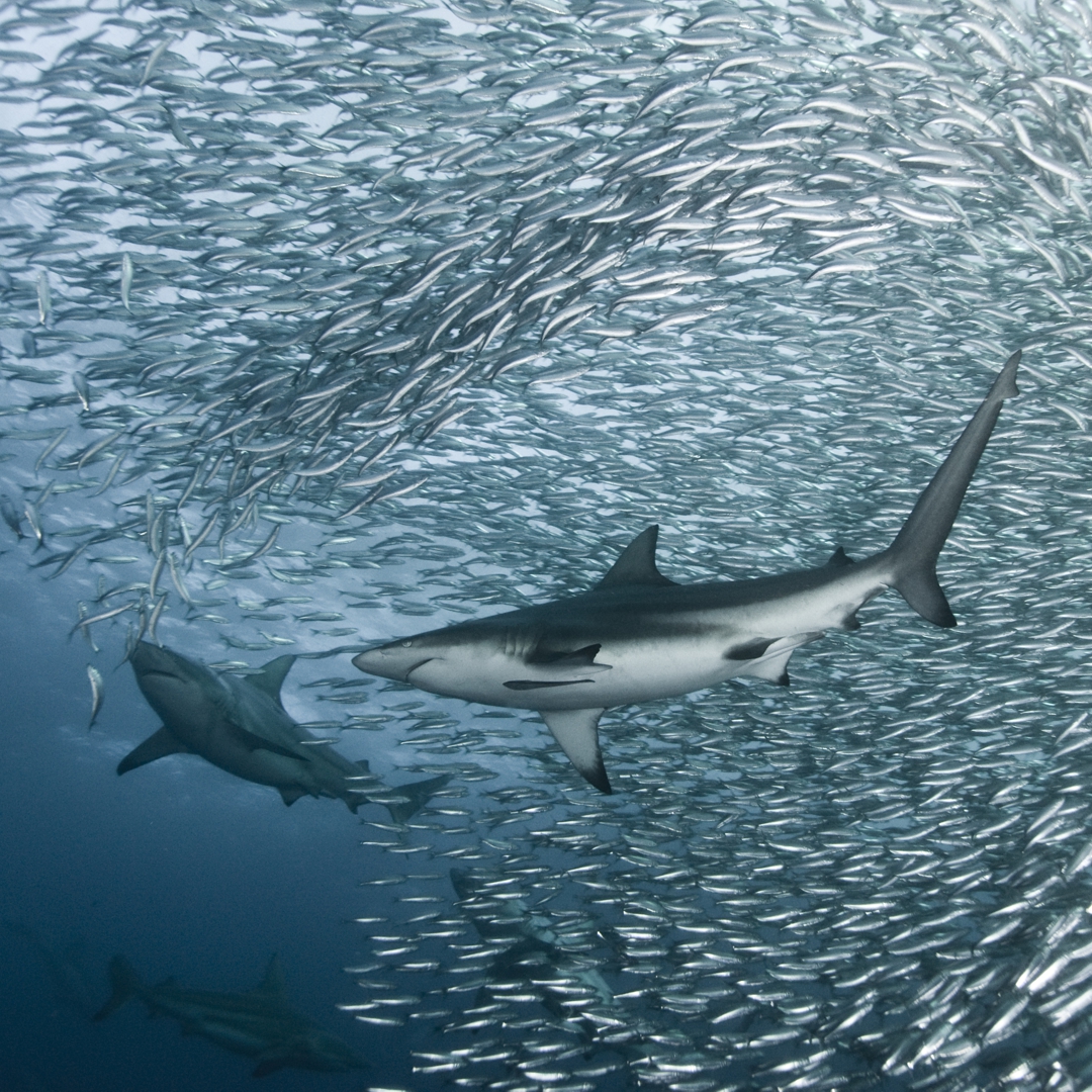 Sardine Run