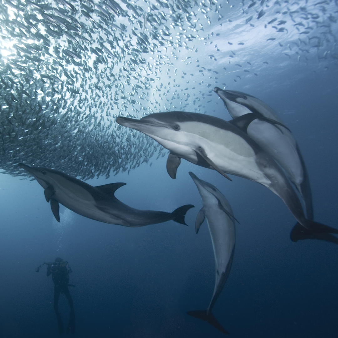 Sardine Run
