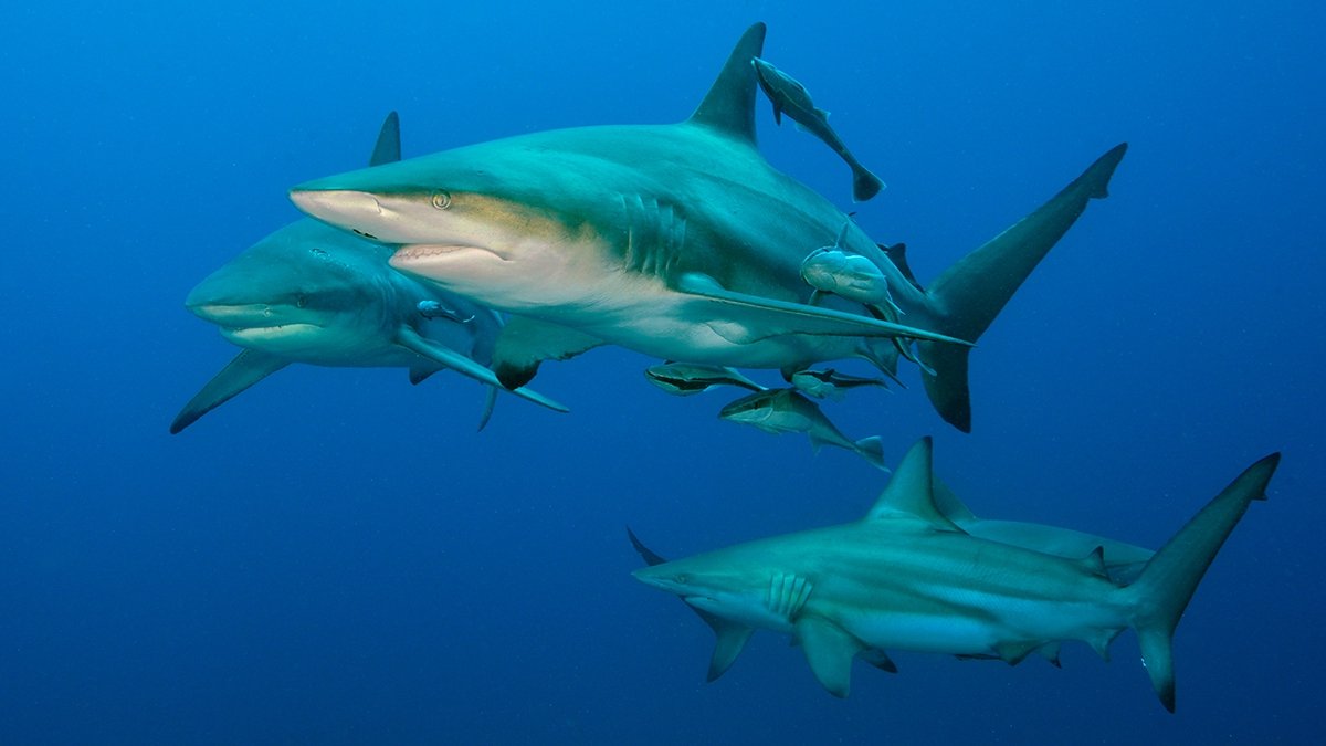 Scuba dive with sharks