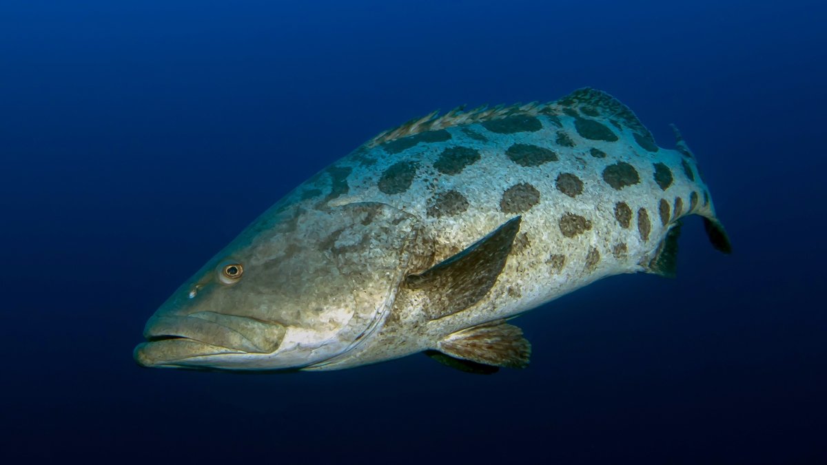 Scuba diving in Mozambique