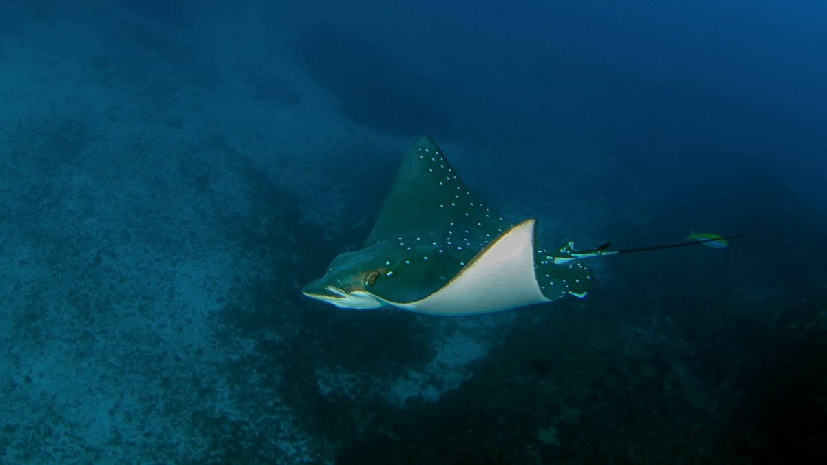 Scuba diving with eagle ray