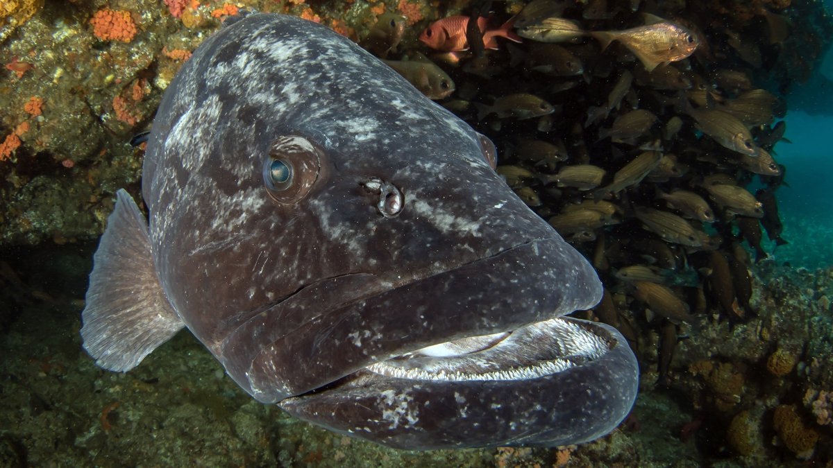 Scuba diving with potato bass