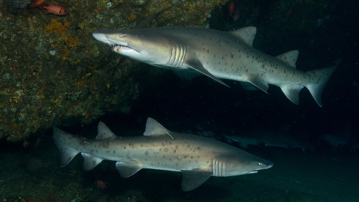 Scuba diving with ragged tooth sharks