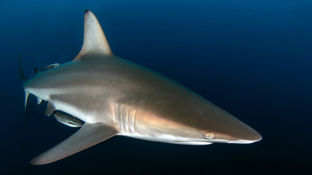 Scuba diving with sharks