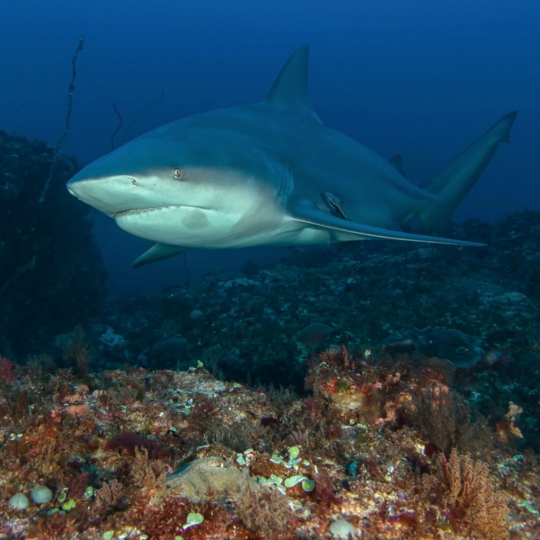 Shark diving with bull shark