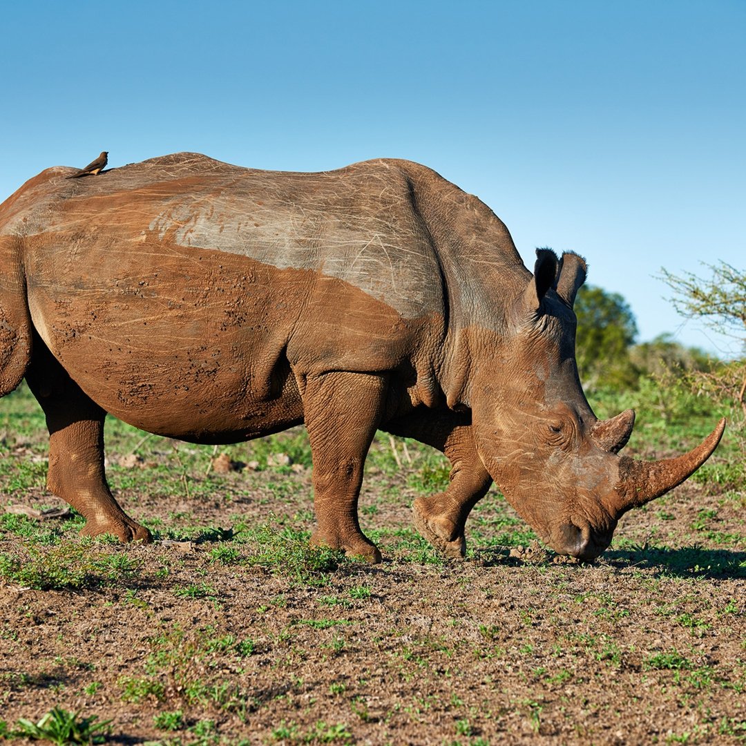 Rhino on safari in South Africa
