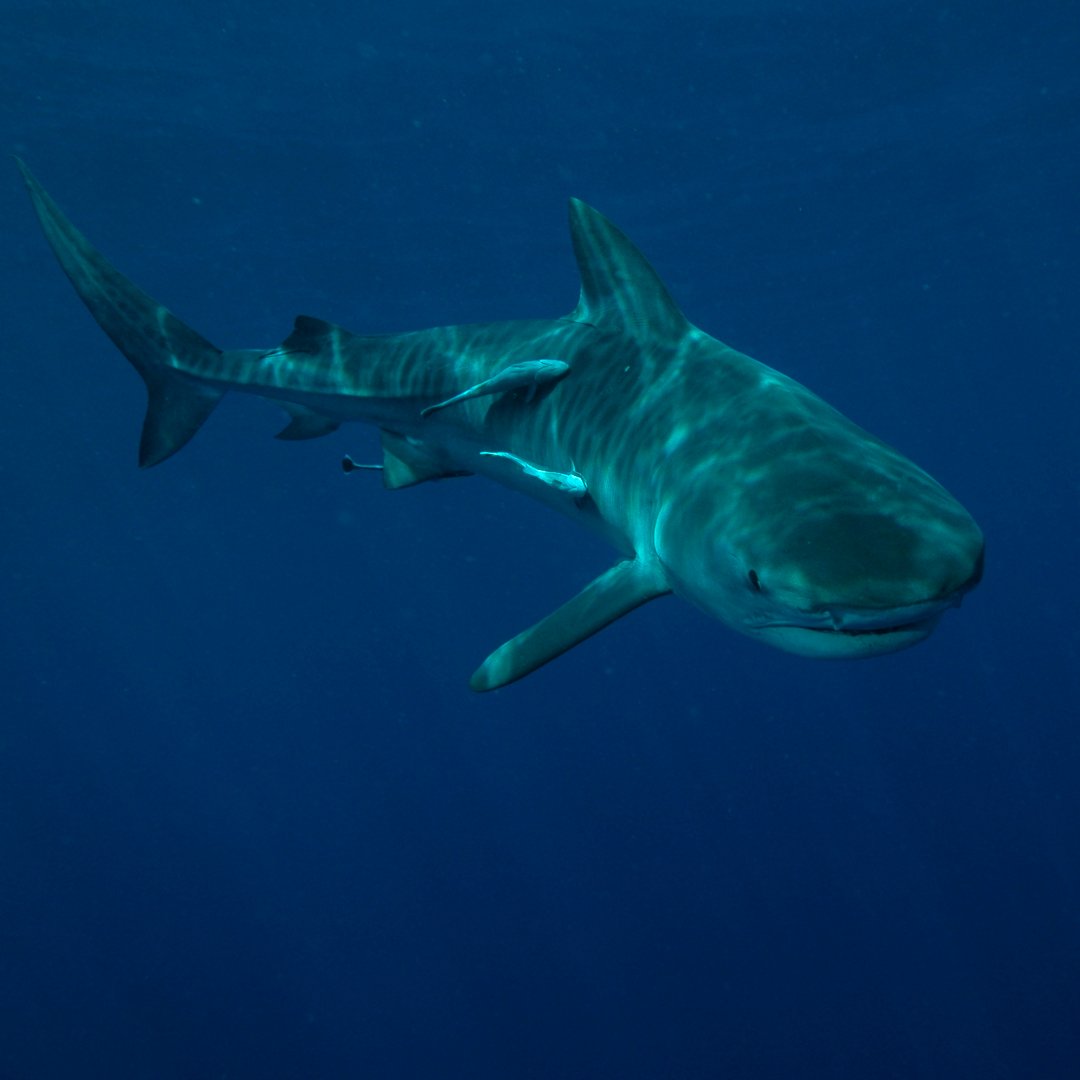 Scuba diving with tiger shark
