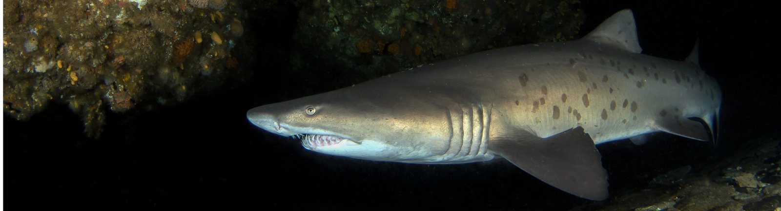 Scuba diving with ragged tooth sharks in South Africa