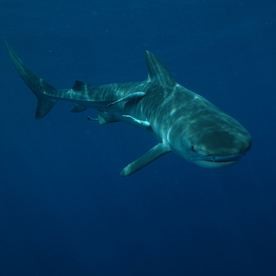 Shark Diving