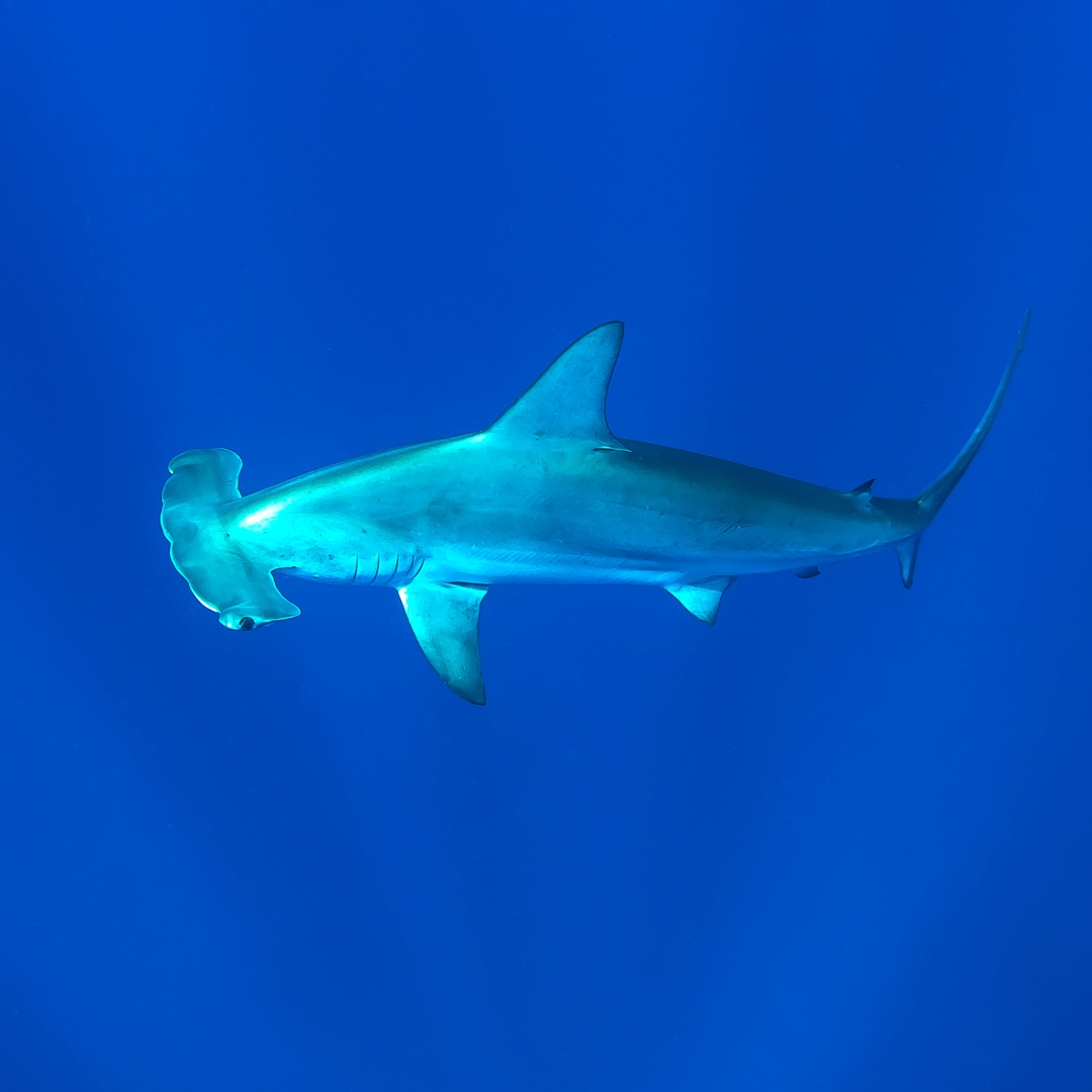 Shark Diving